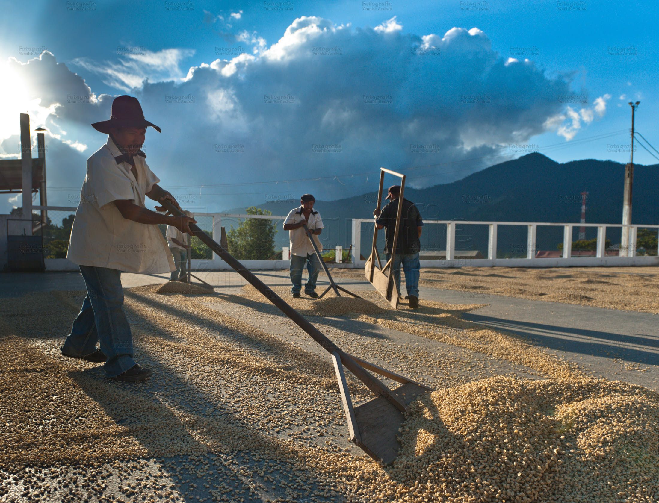 Bild zu dem Thema: Redaktioneller Foto Auftrag mit Erstveröffentlichungsrecht und einmaliger Verwendung. Kaffeebauern in Guatemala wenden mit Holzschiebern den unter freiem Himmel zum trocknene ausgebreiteten Kaffee.