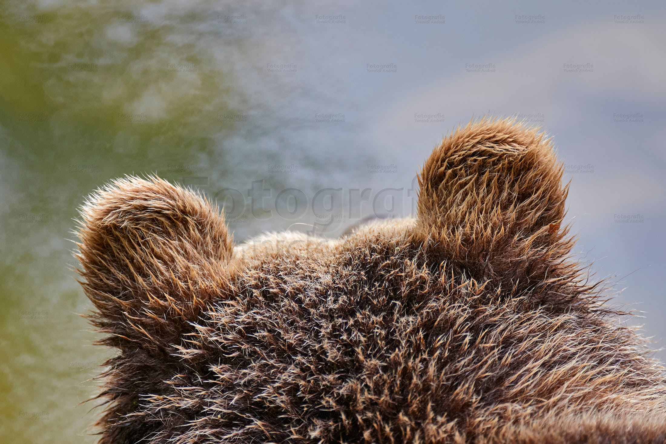 Bild zu dem Thema: Faire Foto Preise. Ein Bäär lauscht am Wasser den Geräuschen des Waldes.